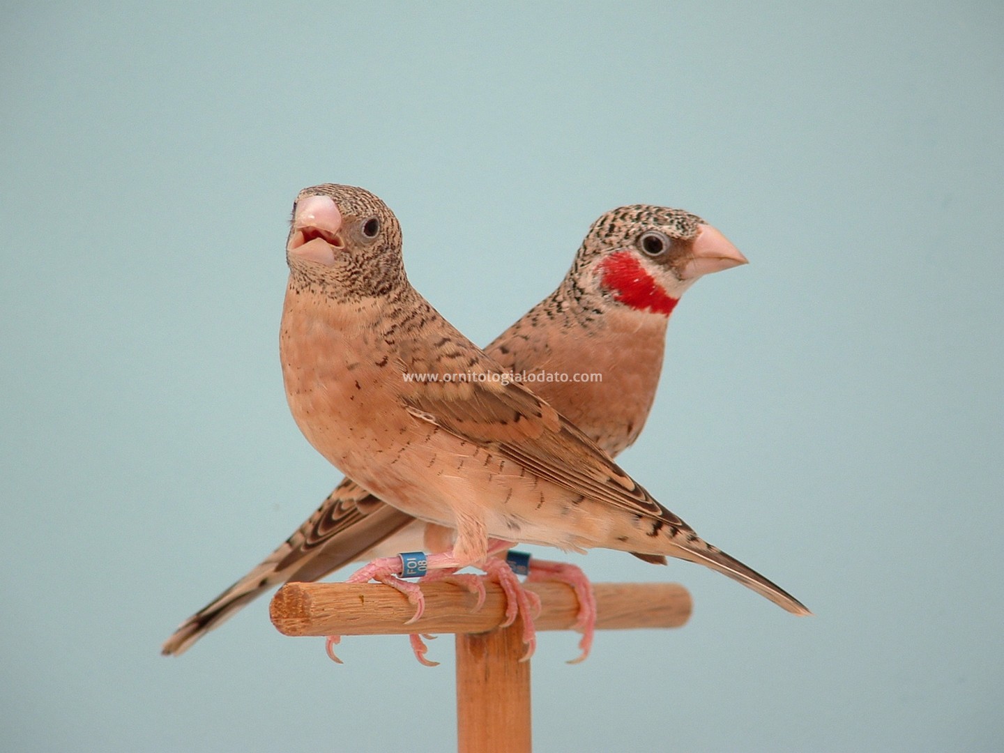 First slide